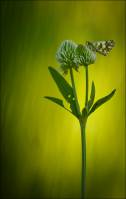Trifolium - Клевер