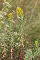 Euphorbia stepposa - Молочай степной