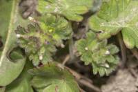 Lamium amplexicaule - Яснотка стеблеобъемлющая