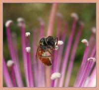 Sphecodes - Осовидные пчёлы