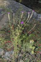 Verbena tenera - Гландулярия хорошенькая, Вербена красивая