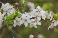 Prunus cerasifera - Алыча вишневидная, Алыча культурная, Слива вишнёвоплодная
