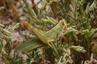 Heteracris pterosticha - Бахчовая кобылка