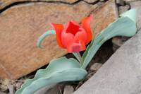 Tulipa albertii - Тюльпан Альберта