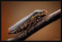 Cicadellidae - Цикадки