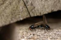 Diptera - Двукрылые (мухи, комары)