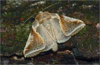 Habrosyne pyritoides - Совковидка малинная