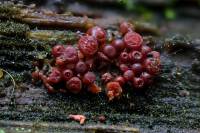 Nectria cinnabarina - Нектрия киноварно красная