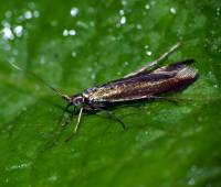 Coleophora alcyonipennella