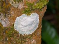 Lichenes - unidentified - Лишайники