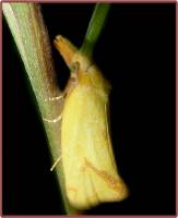 Agapeta hamana - Листовёртка золотистая