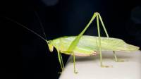 Tettigoniidae - Phaneropteridae (subfamily group) - Пластинокрылы