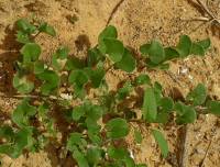 Calystegia soldanella - Повой сольданеллевый