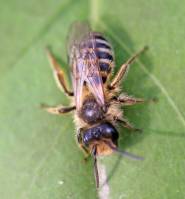 Andrena denticulata