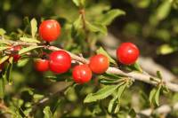 Prunus erythrocarpa - Вишня красноплодная
