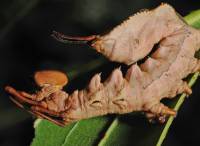 Stauropus fagi - вилохвост буковый