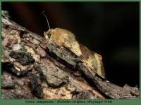 Heliothis viriplaca - Люцерновая совка