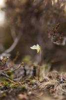 Pinguicula alpina - Жирянка альпийская