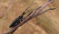 Cerambycidae - Усачи