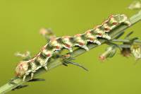 Cucullia argentea - Капюшонница серебристая