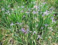 Iris lactea f. biglumis - Ирис Палласа, Ирис илийский