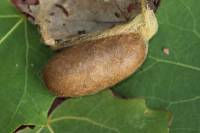 Lasiocampa quercus - Коконопряд дубовый