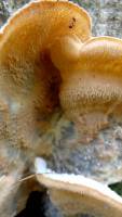 Phlebia tremellosa - Мерулиус дрожащий