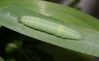 Thymelicus sylvestris - Желтая толстоголовка