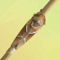 Triodia sylvina - Тонкопряд лесной