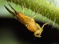 Strauzia longipennis