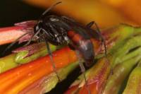 Pompilidae - Дорожные осы (Осы-помпилы)