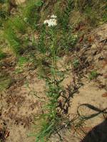 Achillea salicifolia - Тысячелистник иволистный,  или Чихотник иволистный
