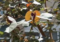 Hibiscus tiliaceus - Гибискус липовидный