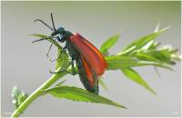 Lytta suturella - Шпанская мушка краснокрылая