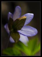 Hepatica nobilis - Перелеска или печеночница благородная