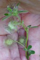 Trifolium pilulare - Клевер клубочковый
