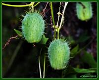 Echinocystis lobata - Колючеплодник лопастный