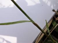 Luzula pilosa - Ожика волосистая