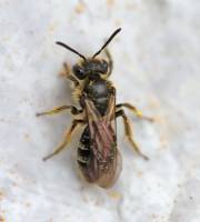 Andrena fulvago