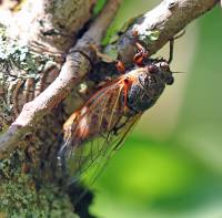 Cicadetta cantilatrix