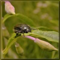 Phyllopertha horticola - Хрущик садовый