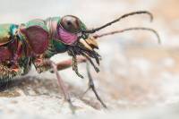 Carabidae - Cicindelinae - Жуки-скакуны