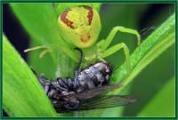 Ebrechtella tricuspidata - Эбрехтелла триостренная