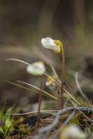 Pinguicula alpina - Жирянка альпийская