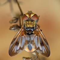Ectophasia crassipennis - Ежемуха толстокрылая