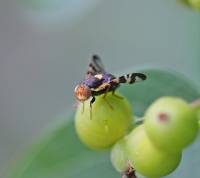 Rhagoletis cerasi - Вишнёвая муха