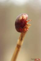 Chrysolina staphylaea - Листоед рыжий