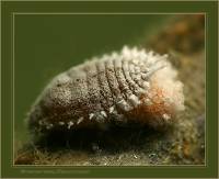 Pseudococcidae - Мучнистые червецы