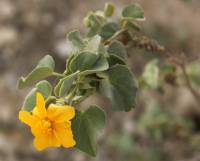 Abutilon fruticosum - Канатник кустарниковый