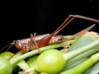 Tettigoniidae - Conocephalinae - Мечники